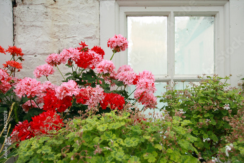 Pink and red geranium against old conservatory window