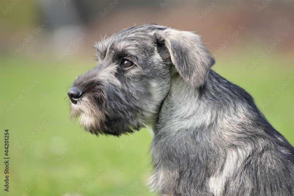 Schnauzerwelpe