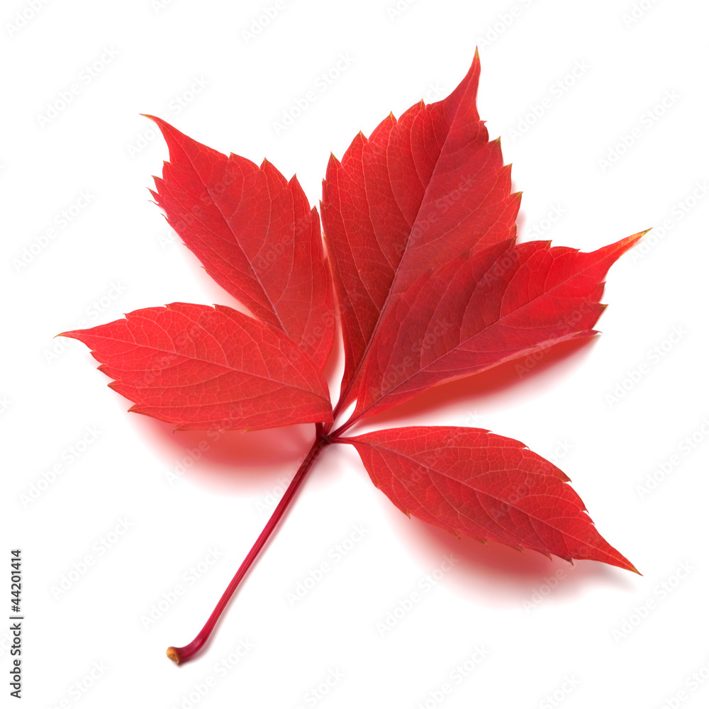 Red autumn leaf on white background Red autumn leaf on white background