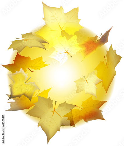 foglie di autunno in controluce