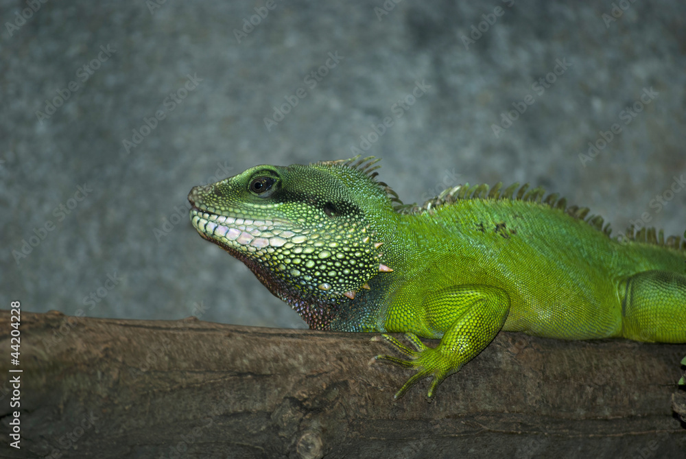 Fototapeta premium Water Dragon