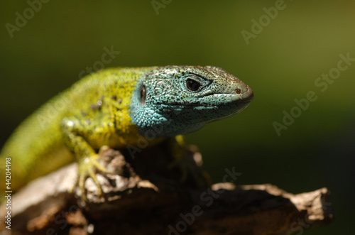 El cuerpo del lagarto verdiazul © Juan Pablo Fuentes S