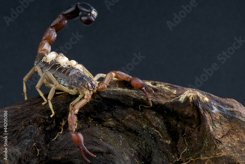 Scorpion with babies