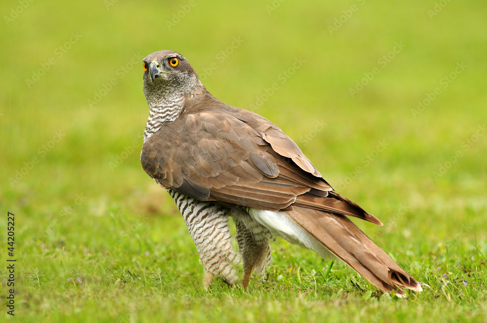 Obraz premium Rapaz en el suelo