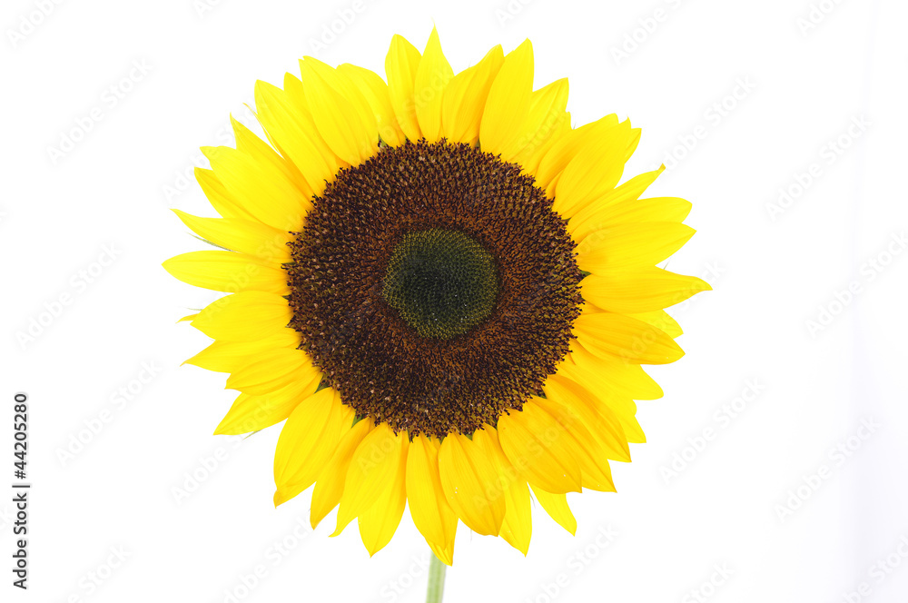 Fototapeta premium sunflower