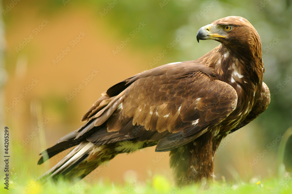 El aguila real observando el terreno Stock Photo | Adobe Stock