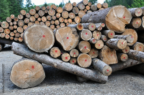 Pile of wooden truncs photo