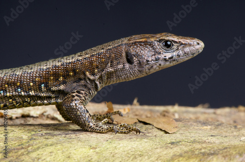 Forest lizard / Adolfus jacksoni
