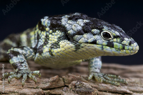 Speckled alligator lizard / Abronia taeniata photo