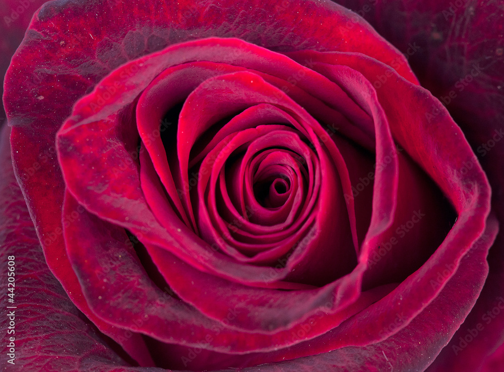rose rose
