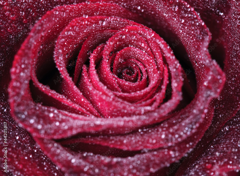 rose rose