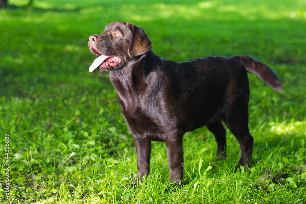 young chocolate labrador retriever standing on green grass