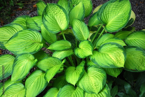 Tableau sur toile Hosta