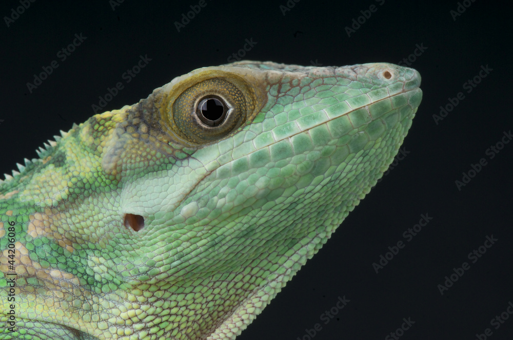 Fototapeta premium Smallwood's anole / Anolis smallwoodi
