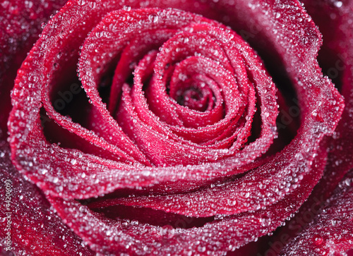 Obraz na płótnie rose w salonie