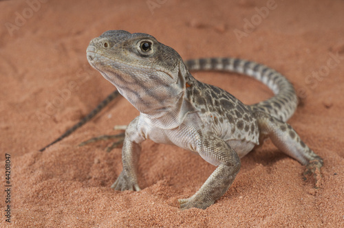 Photo Leopard lizard / Gambelia wislizenii