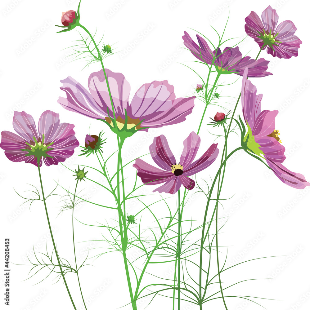 Vector garden flowers, Cosmos bipinnatus Vector garden flowers, Cosmos bipinnatus