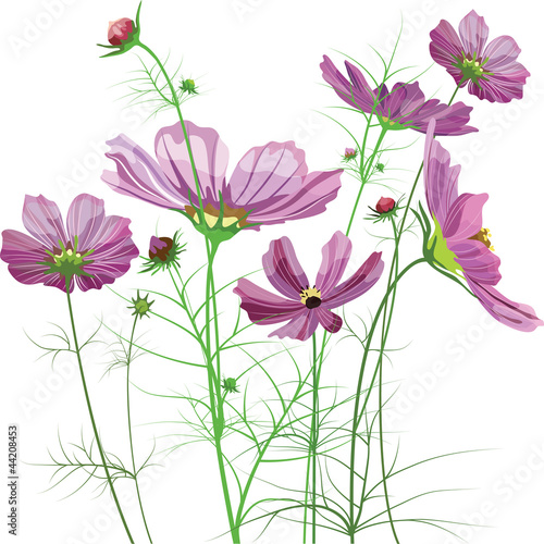 Vector garden flowers, Cosmos bipinnatus