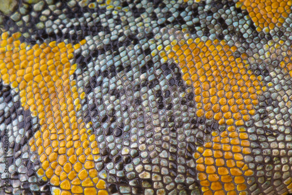 Fototapeta premium reptile skin