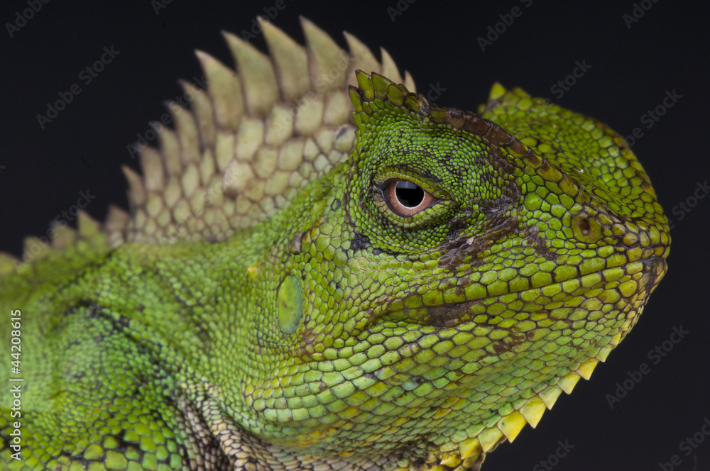 Obraz premium Chameleon agama female / Gonocephalus chamaeleontinus