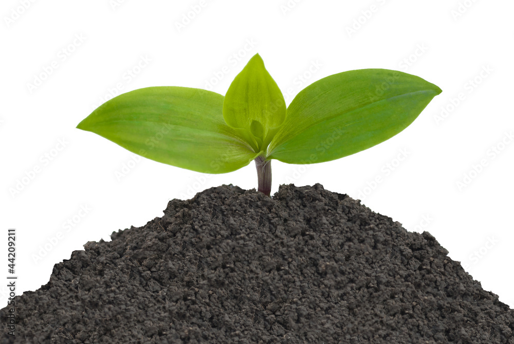 Naklejka premium young sprout