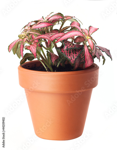 small beautiful flowers in flower pot photo