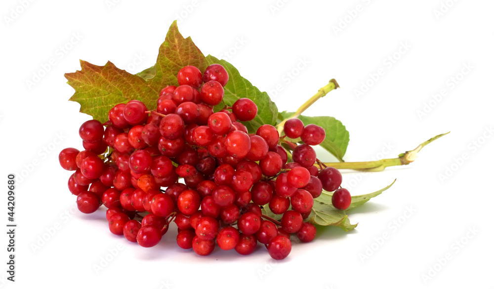 Berries of red viburnum isolated on white Berries of red viburnum isolated on white