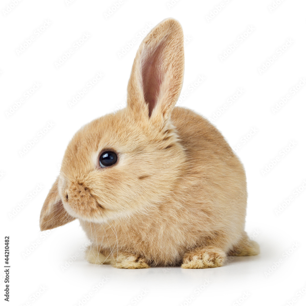 Obraz premium Cute easter rabbit