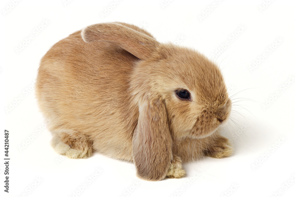 Cute easter rabbit Cute easter rabbit