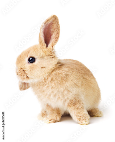 Cute easter rabbit