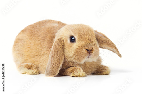 Принти на полотні Cute easter rabbit