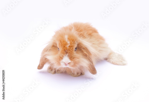 Rabbit on white