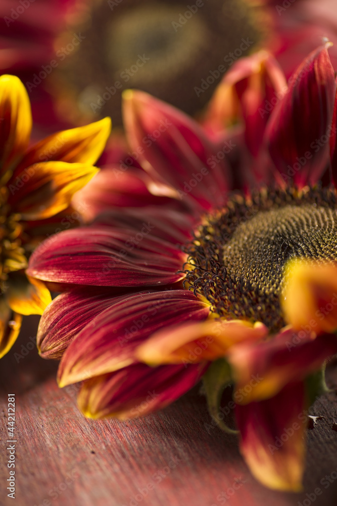 Fototapeta premium rote Sonnenblumenblüte