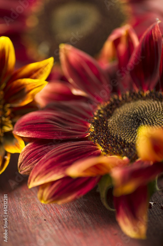 Fototapeta Naklejka Na Ścianę i Meble -  rote Sonnenblumenblüte