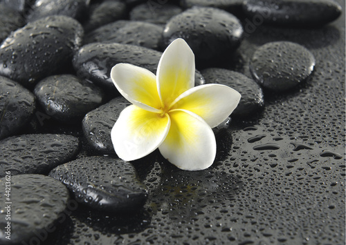 single frangipani flower on black peddles in water drops