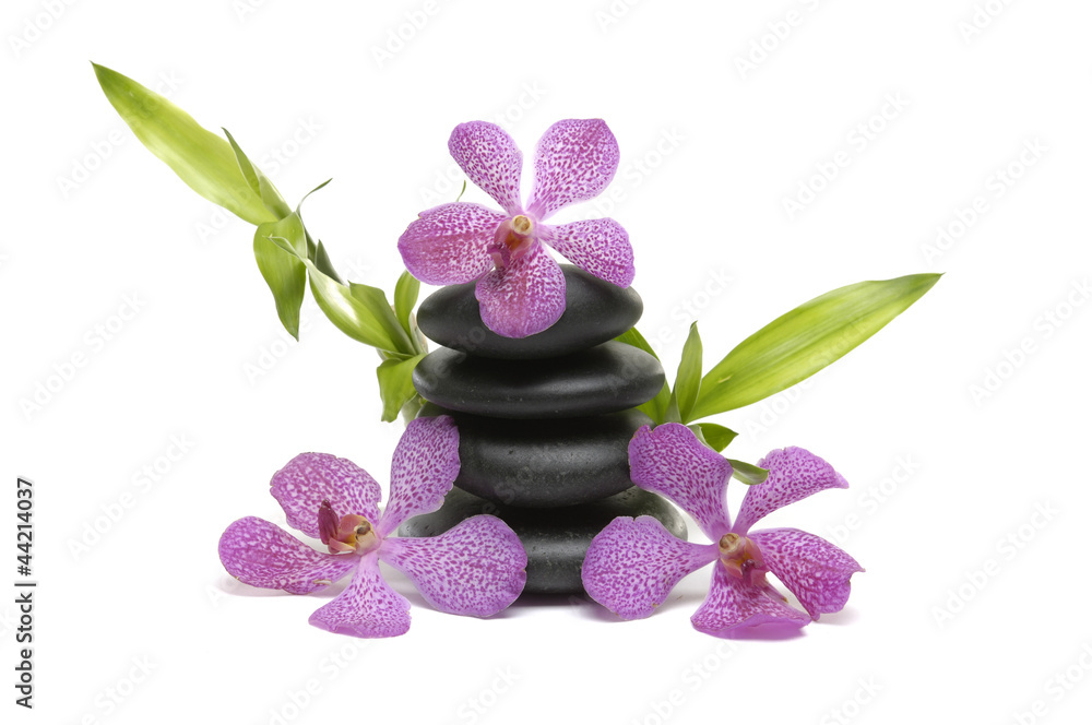 pink orchid flower and balanced stones and lucky bamboo pink orchid flower and balanced stones and lucky bamboo