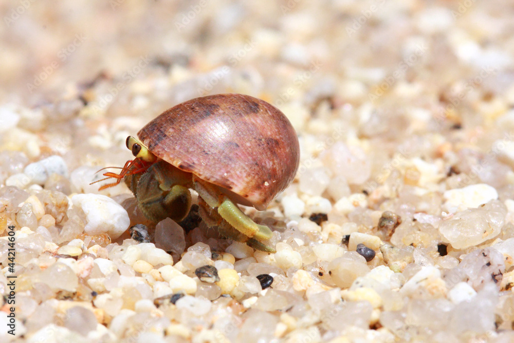 Hermit crab, pagurian