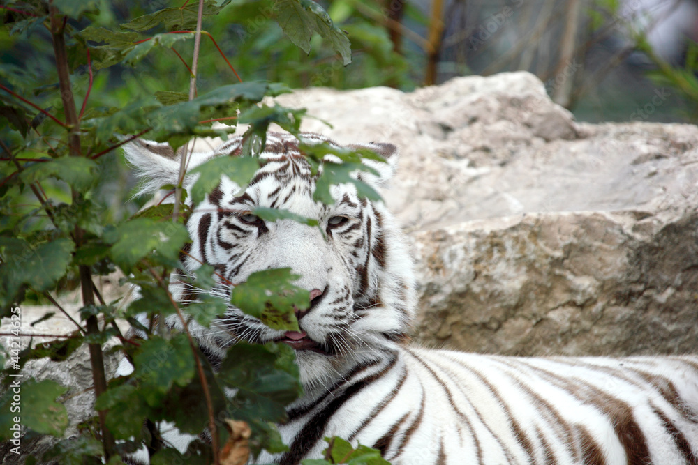 Fototapeta premium tigre blanc 