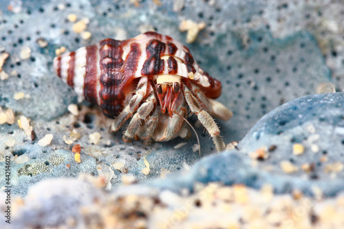 Hermit crab  pagurian