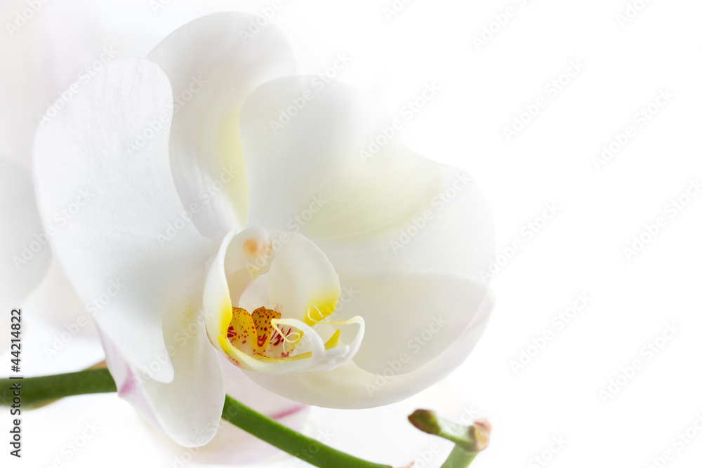 White Orchid on white background