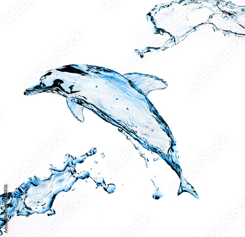 Photography Water Dolphin