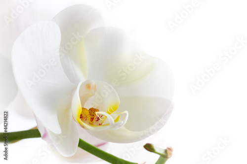 White Orchid on white background © Maria Arts