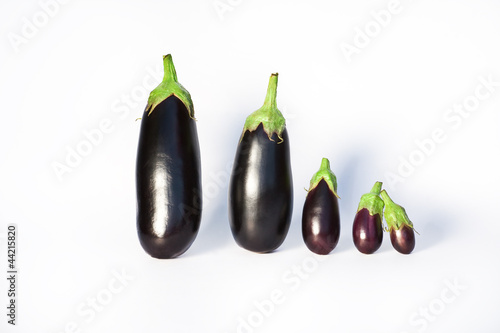 eggplant family