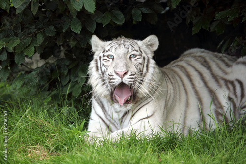 tigre blanc 