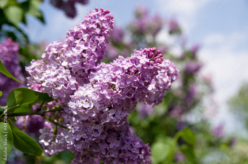 Lilac flowering Lilac flowering