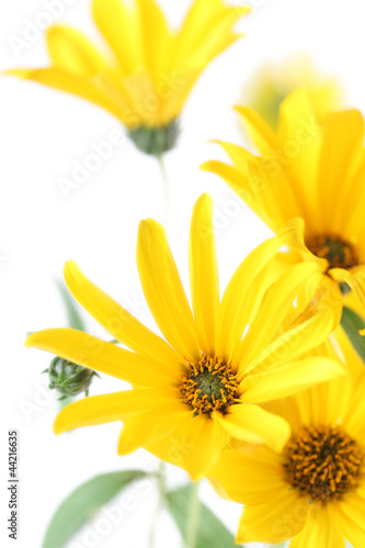 Fototapeta Naklejka Na Ścianę i Meble -  Topinamburs on white background