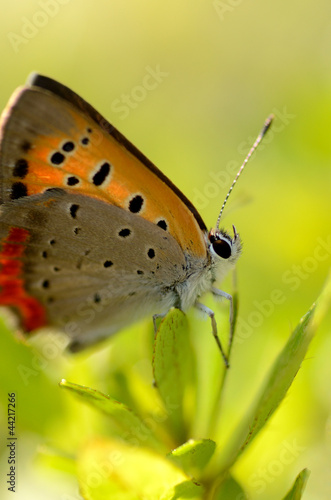 Wallpaper Mural ベニシジミ Torontodigital.ca