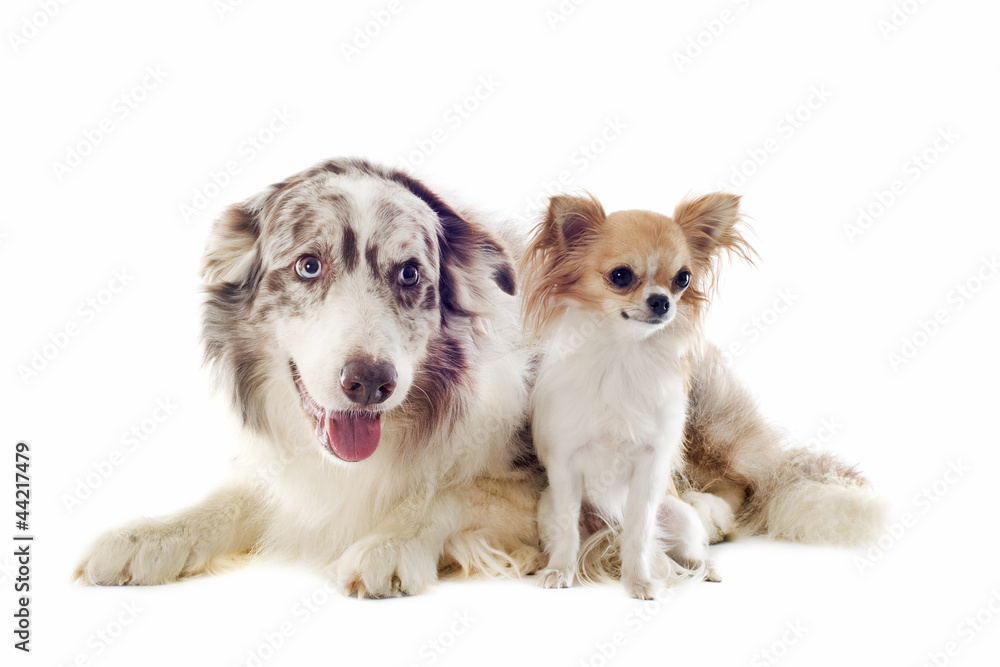 border collie and chihuahua border collie and chihuahua