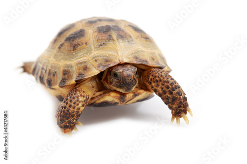 Russian tortoise, Horsfield's tortoise or Central Asian tortoise