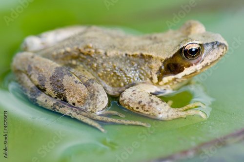 Frog on the lily-pad